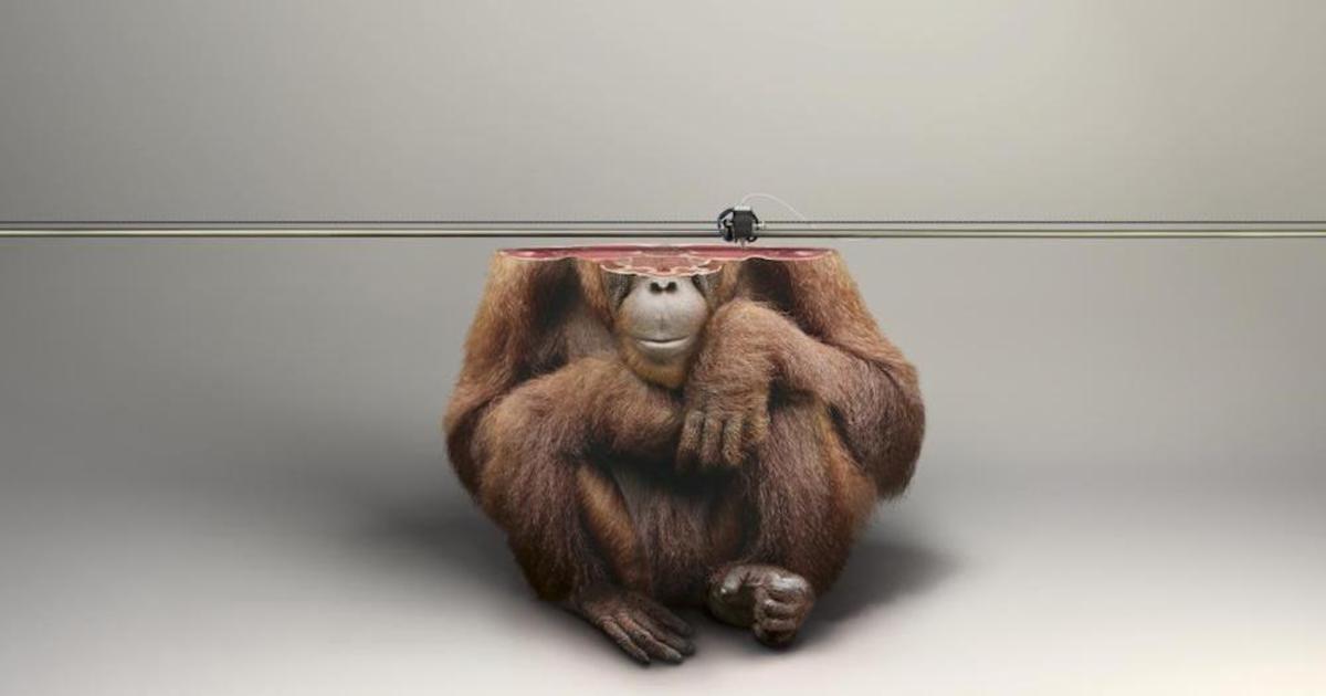 В социальной рекламе редкие виды животных напечатали на 3D принтере.