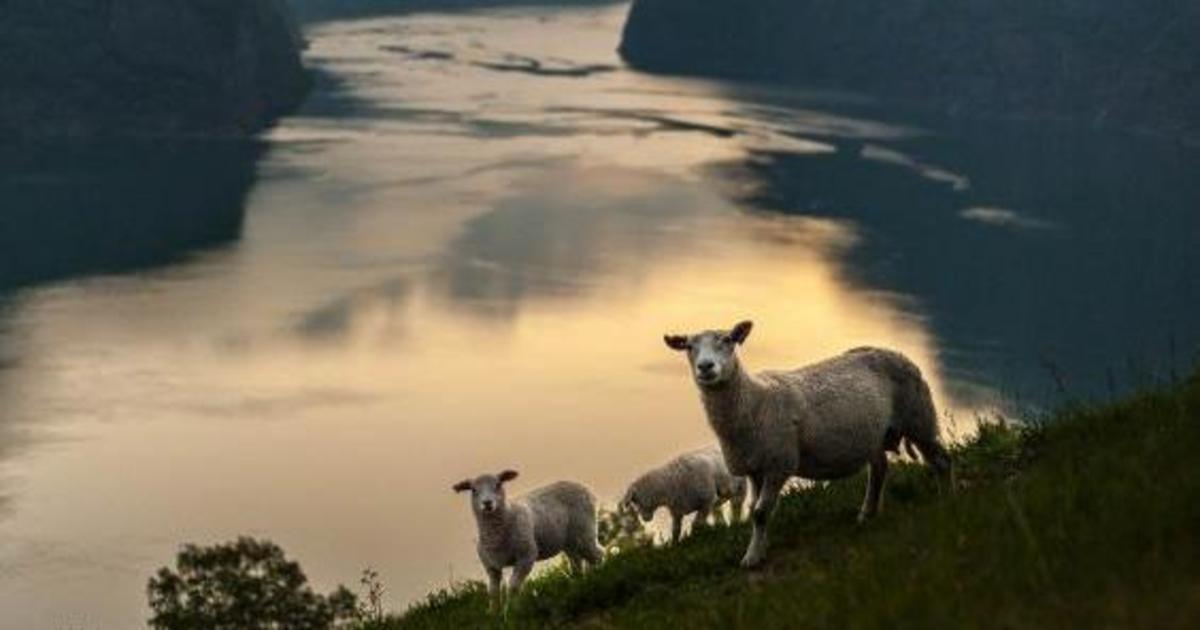 Вслед за овцой: красоты Норвегии прорекламировали ее четвероногие обитатели