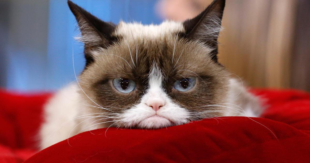 Хозяйка Grumpy Cat может получить $1.8 млн за нарушение авторского права.