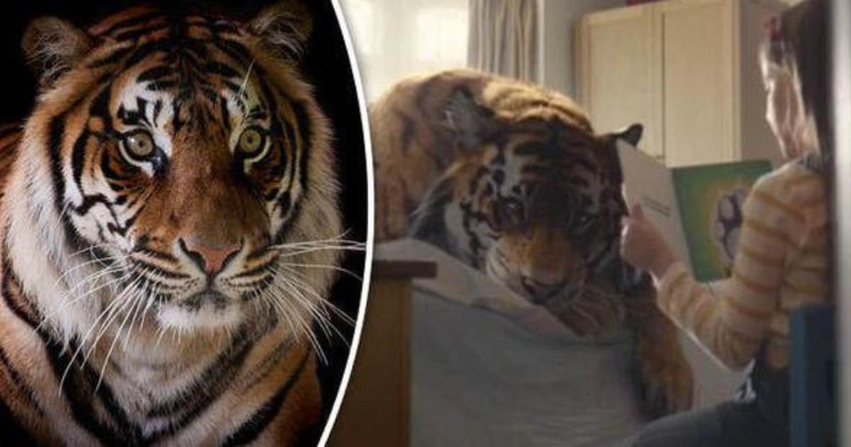 WWF выпустил душераздирающий ролик о спасении бенгальских тигров.