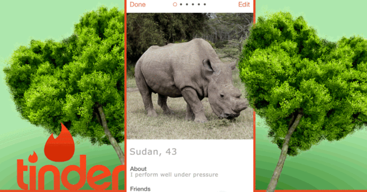 Последний в мире северный белый носорог присоединился к Tinder.