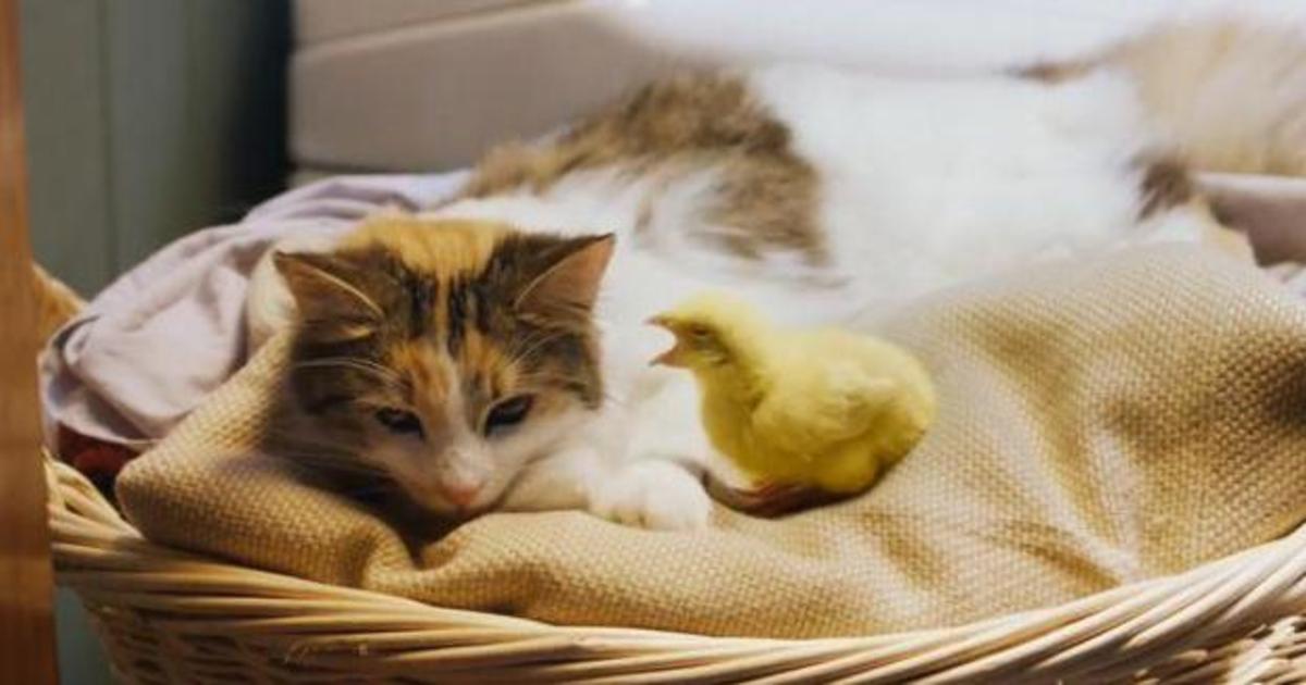 Реклама корма для животных воспела дружбу между котенком и цыпленком.