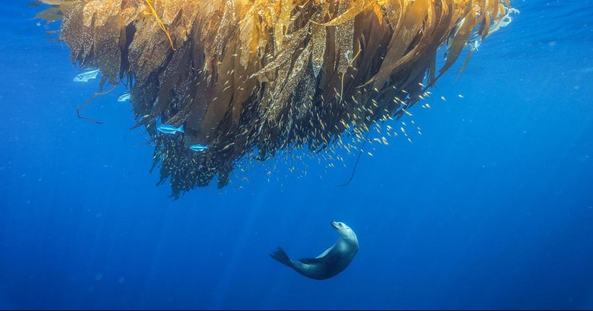 National Geographic назвал лучшие фотографии за 2017 год.