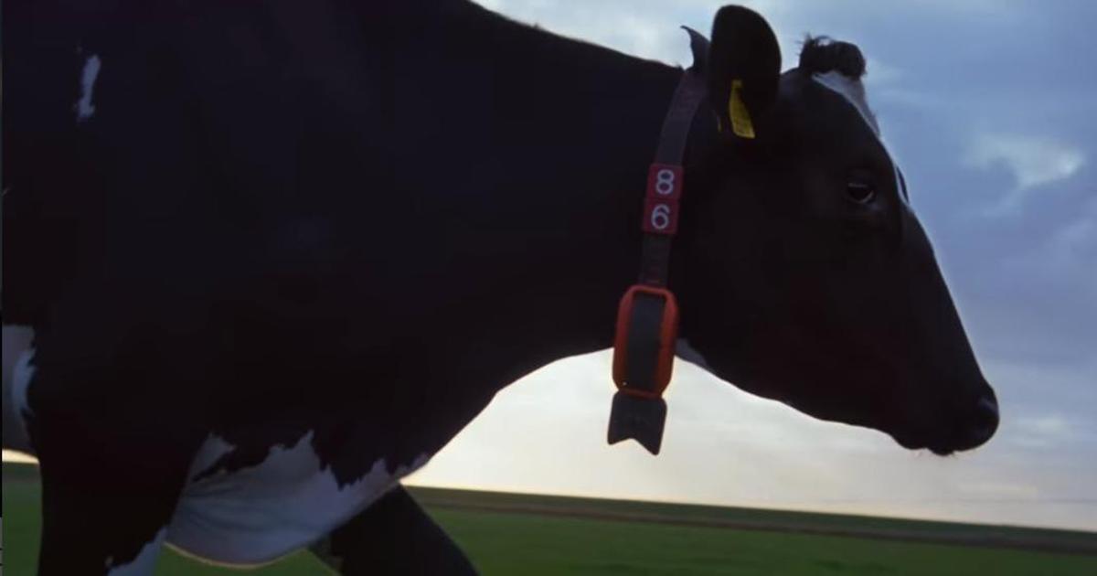 Google AI поможет следить за здоровьем дойных коров.