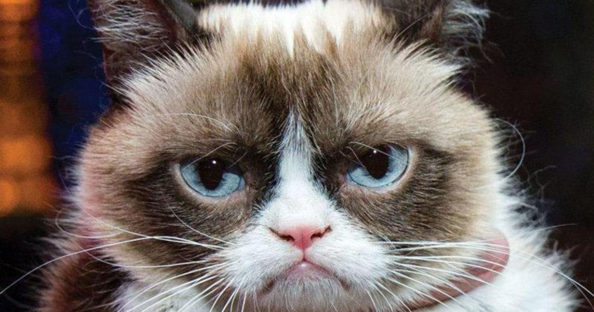 Владелица Grumpy Cat отсудила $710000 за нарушение авторских прав.