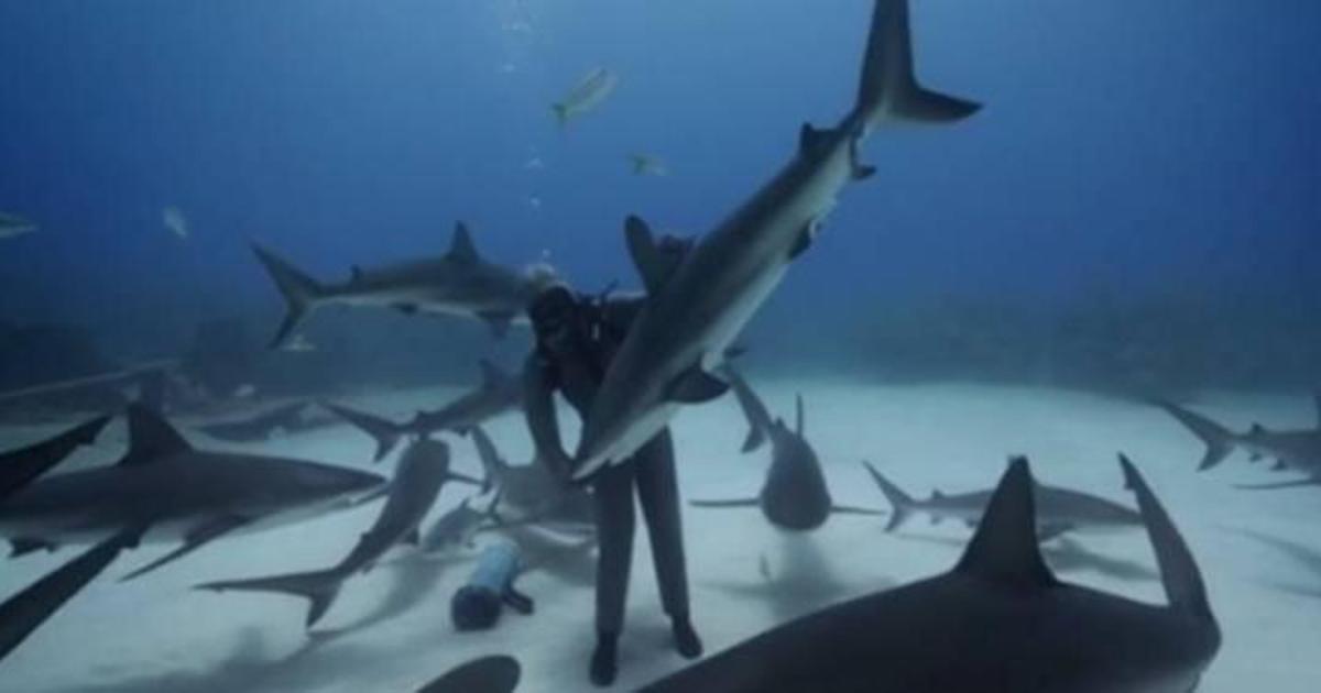 Huawei показал танец с акулами в новой рекламной кампании.