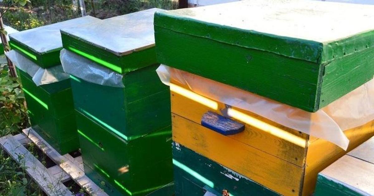 Publicity Creating создали собственную пасеку ради заботы о пчелах.