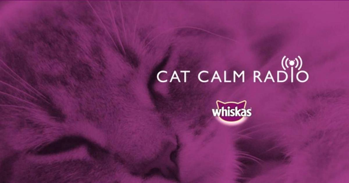 Whiskas создал радиостанцию для котов, чтобы успокоить их в автомобиле.