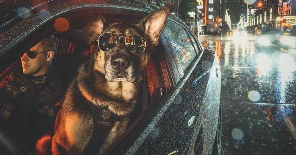 Полицейские собаки снялись для благотворительного календаря.
