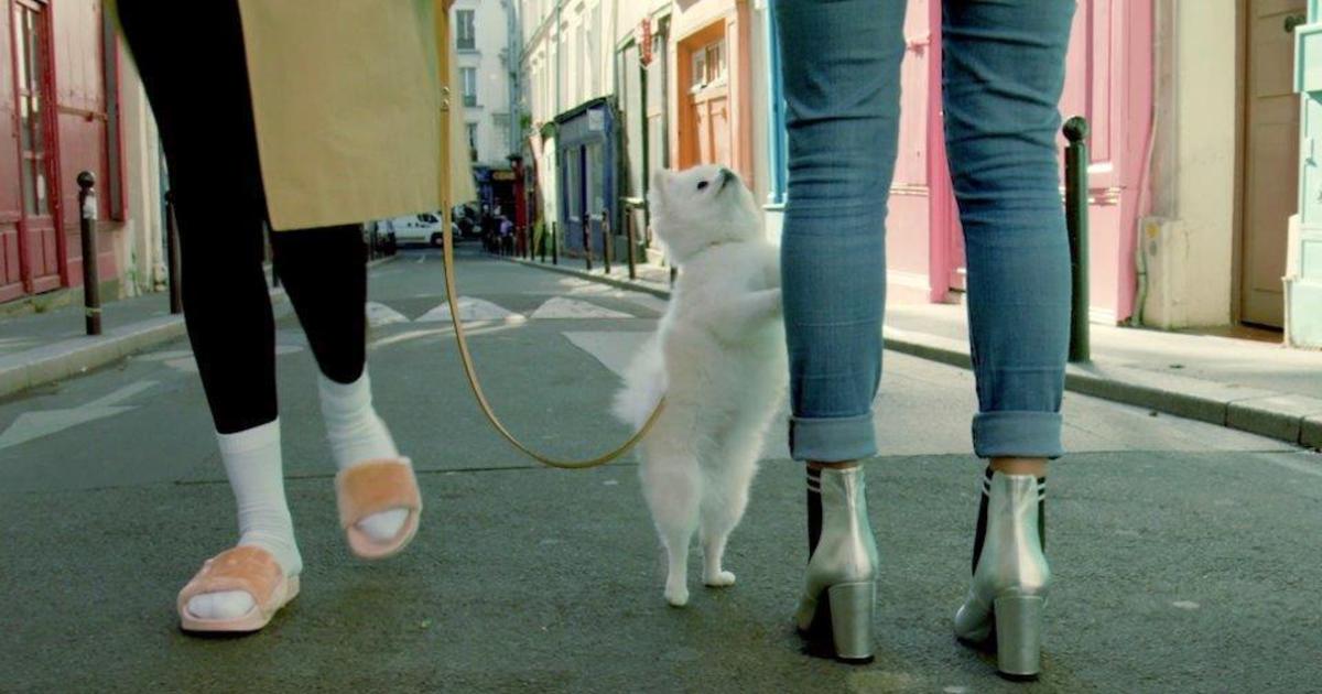 Собаки стесняются обуви своих владельцев в роликах французского бренда.
