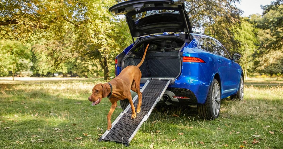Jaguar создал линейку аксессуаров для собак.