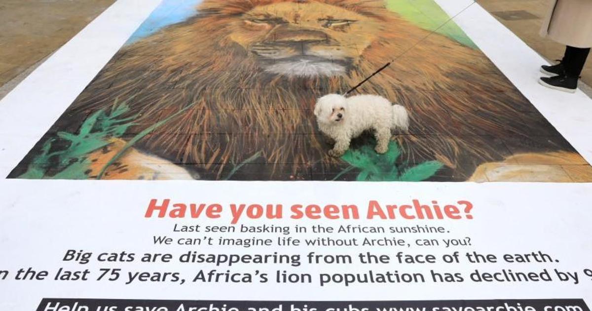 National Geographic рассказала о сокращении популяции львов с помощью исчезающего постера.