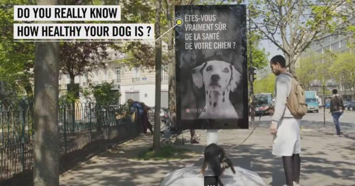 Purina создала билборд, который должны пометить четвероногие