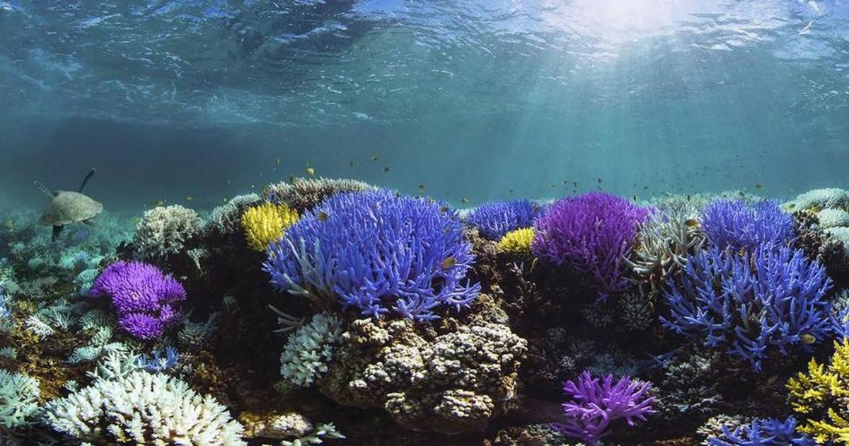 Adobe и Pantone запустили кампанию для спасения коралловых рифов