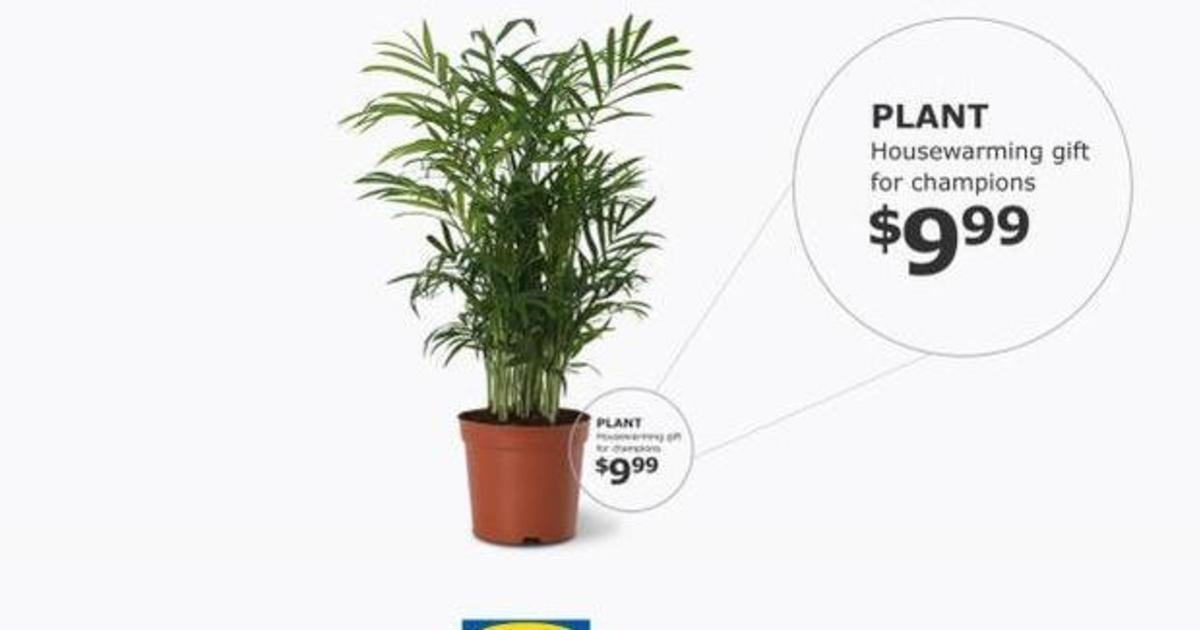 IKEA отпраздновала победу канадской команды в НБА комнатными растениями на новоселье