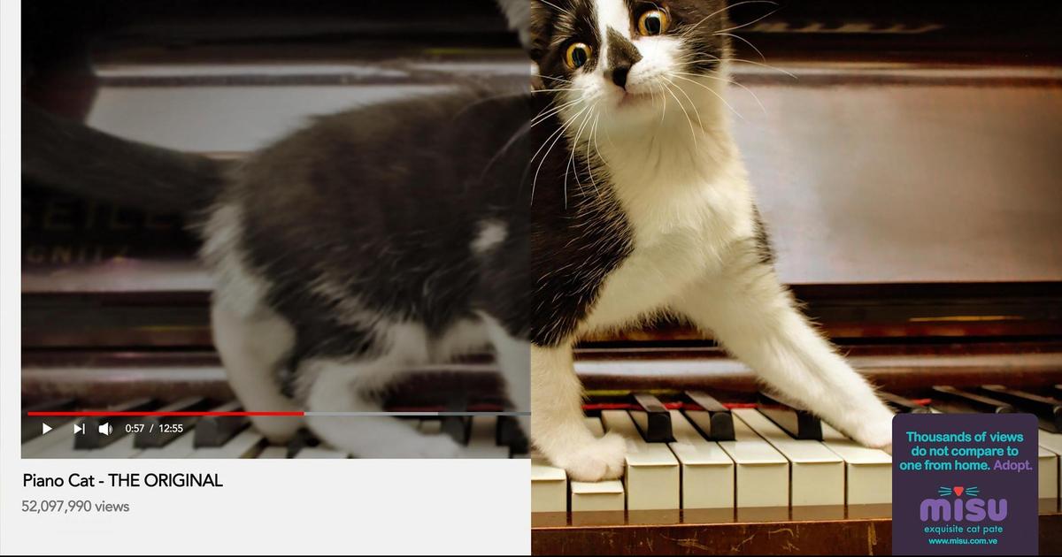 Рекламные принты сравнили YouTube-котов с реальными котами