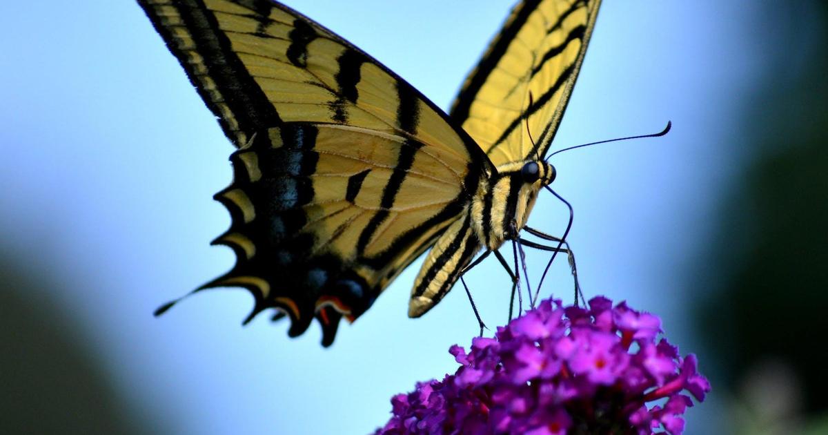 Herbal Essences посадил на билбордах семена, чтобы спасти популяцию бабочек