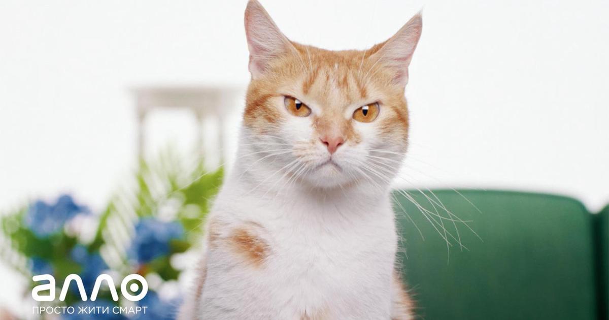 Смартовские коты выступают за новые гаджеты в весеннем ролике АЛЛО
