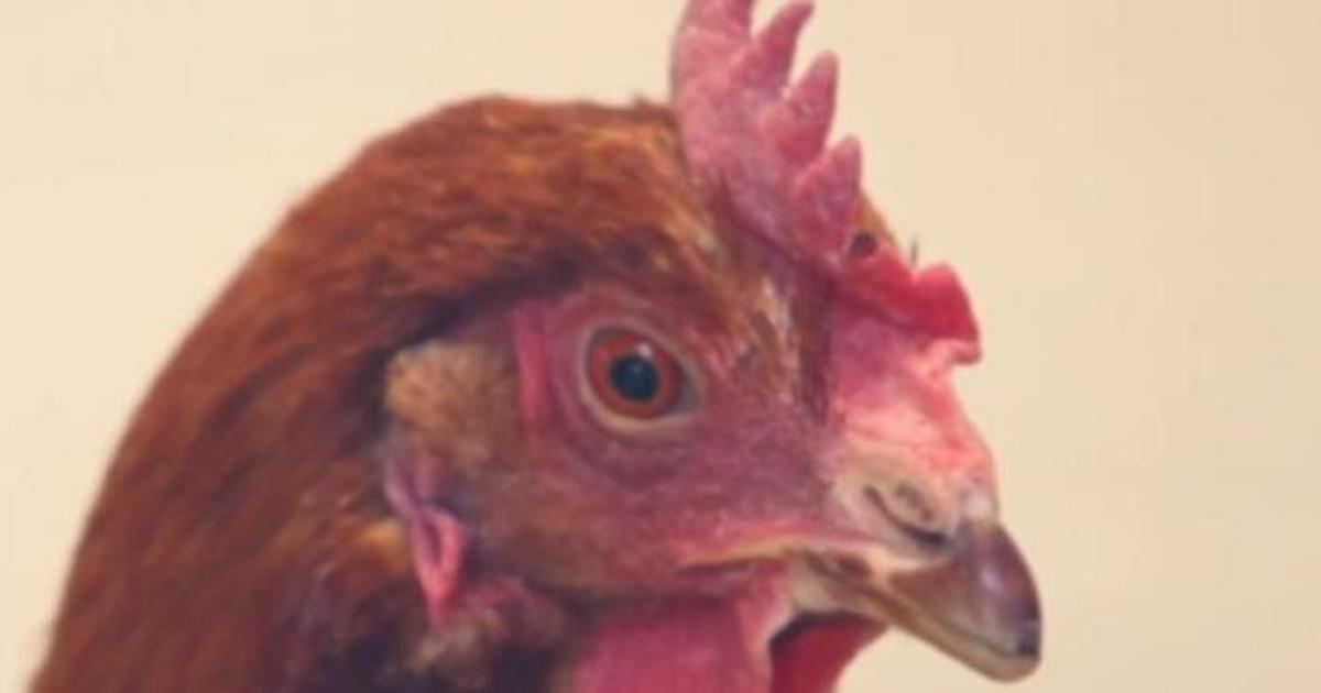Австралийская сеть фаст-фуда разрешила курице вести Twitter-аккаунт.