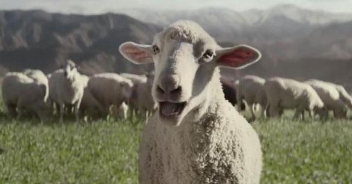 Овцы спели в рекламе Honda.