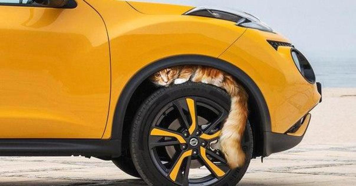 Nissan в Японии выпустила социальную рекламу по спасению кошек.