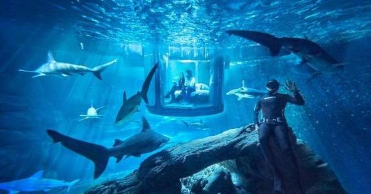 Airbnb приглашает провести ночь с акулами.
