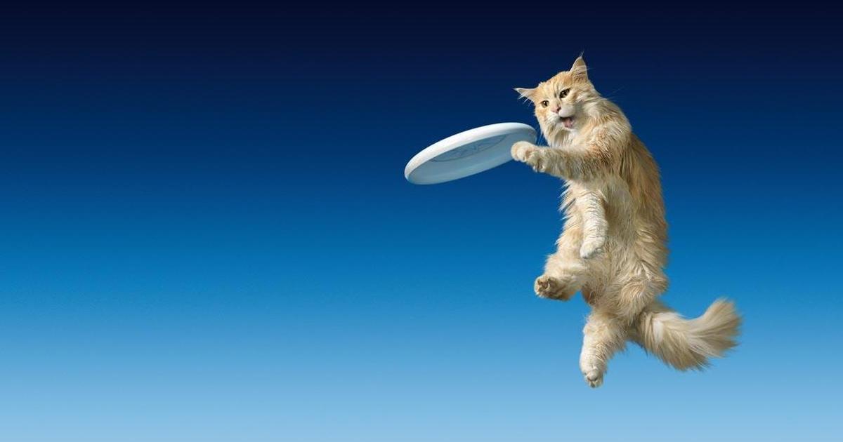 10 лучших рекламных видео о котах