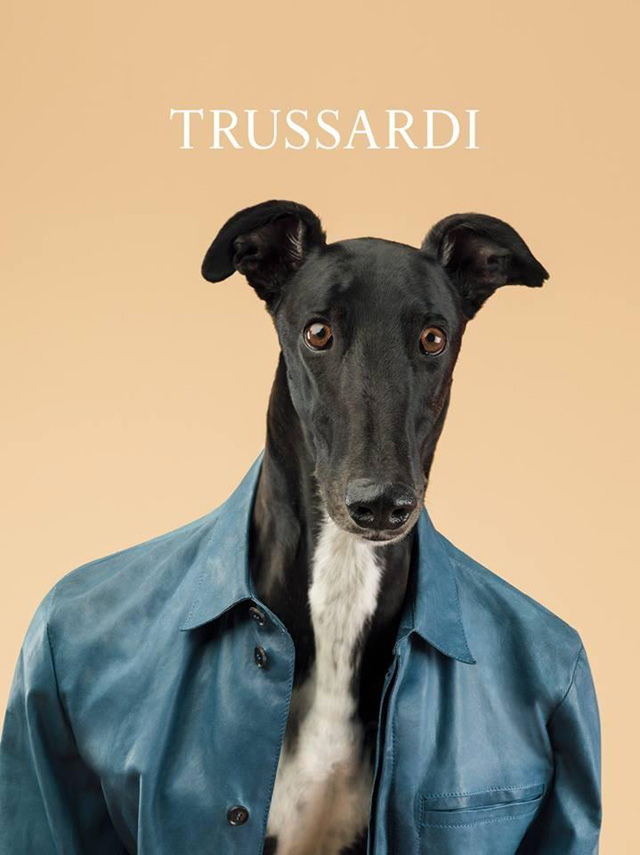 Главными героями новой рекламной кампании Trussardi стали борзые собаки