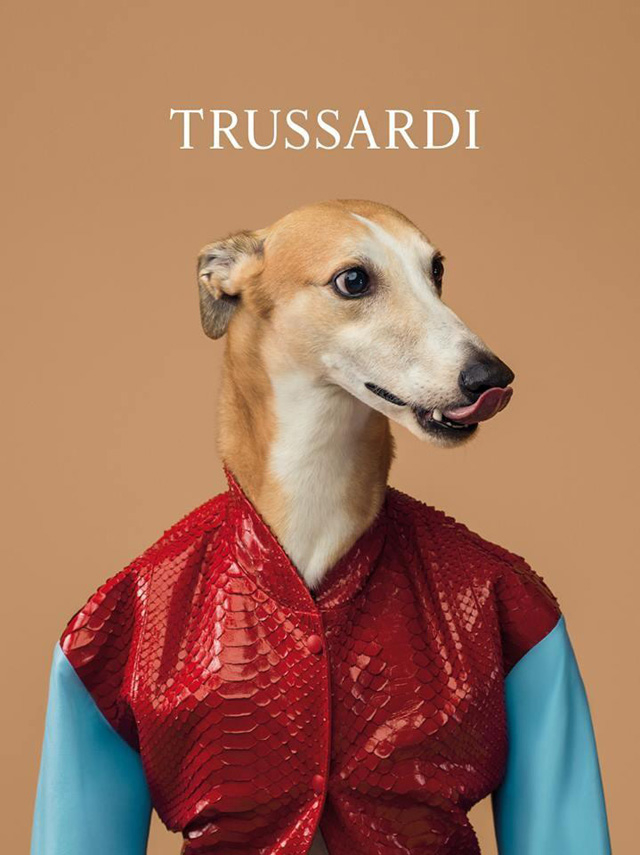 Главными героями новой рекламной кампании Trussardi стали борзые собаки