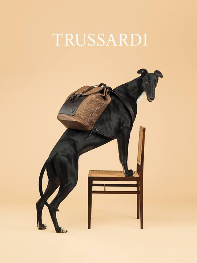 Главными героями новой рекламной кампании Trussardi стали борзые собаки