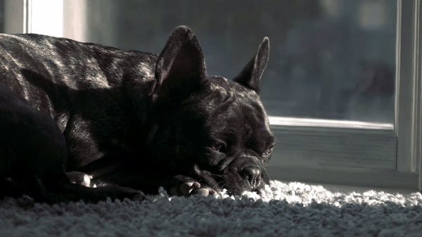 Риэлторская компания Coldwell Banker выпустила ролик Лучший друг дома с милыми собаками.