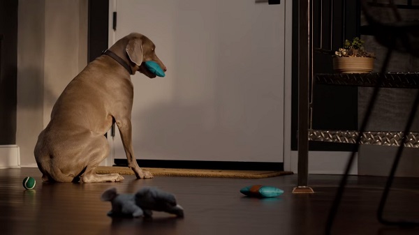 Риэлторская компания Coldwell Banker выпустила ролик Лучший друг дома с милыми собаками.