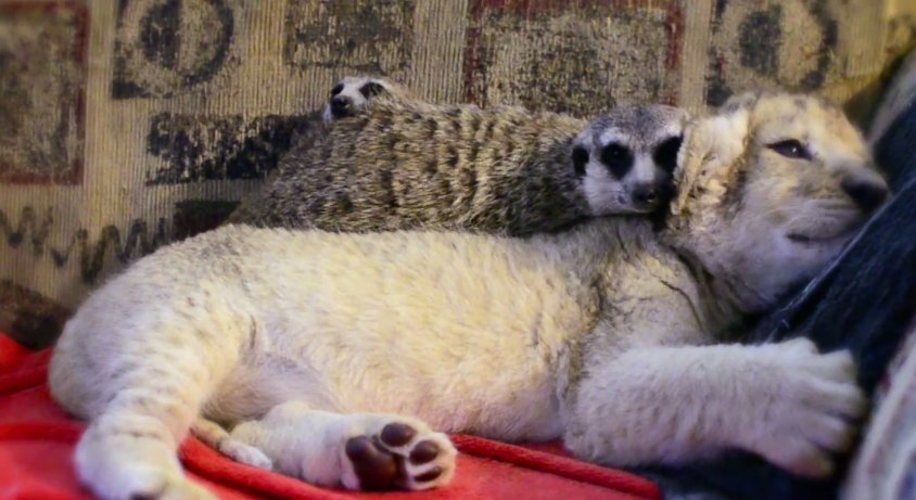 Google выпустил новый ролик с удивительными кадрами из жизни животных и их дружбы