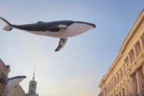 Видео с китами в Киеве собрало миллион просмотров за неделю