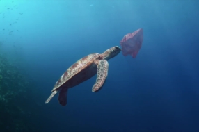 Морган Фримен озвучил социальный ролик о новых видах в океане