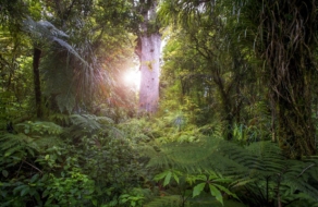 Новая Зеландия приглашает конвертировать разочарования годом в деревья