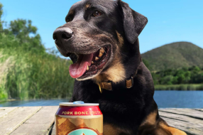 Anheuser-Busch выпустили пиво для собак