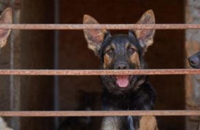 Фокстрот зняв зворушливий корпоративний ролик до Дня захисту безпритульних тварин