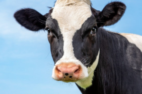 Молочная компания извинилась за рекламу, в которой превратила женщин в коров