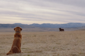 Обладатель «Оскара» Хлоя Чжао сняла ролик Budweiser для Super Bowl