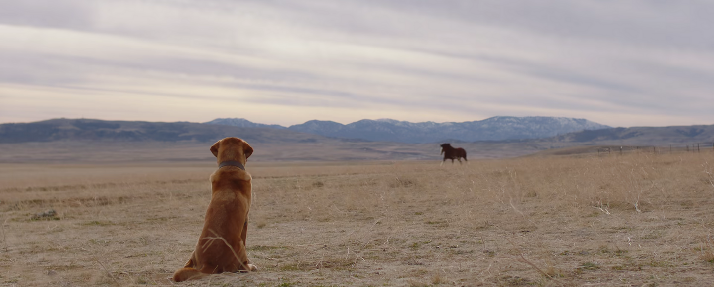 Обладатель «Оскара» Хлоя Чжао сняла ролик Budweiser для Super Bowl