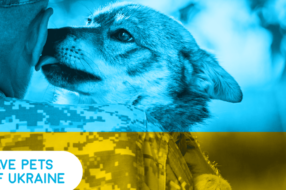 Ініціатива Save Pets of Ukraine допомагає чотирилапим під час війни