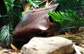 Лондонський зоопарк поставив сумку у крокодилячий вольєр