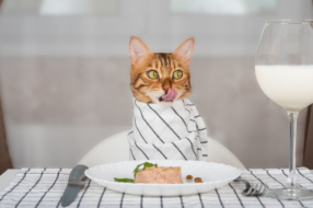 Бренд корму для кішок відкриє ресторан для людей
