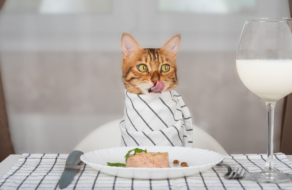 Бренд корму для кішок відкриє ресторан для людей