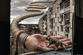 Ілюстрована кампанія нагадала про допомогу бездомним тваринам в Україні