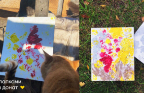 Бездомні тварини створили картини лапками, щоб зібрати кошти