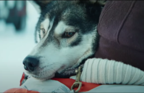 Зворушливий різдвяний ролик розповів про пригоду батька та сина з улюбленим псом