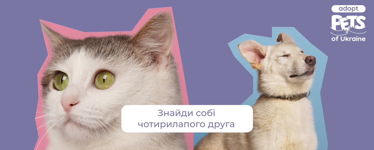 Adopt pets of Ukraine — як фотосесії допомагають безпритульним чотирилапим знайти сім’ю