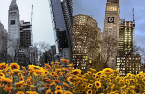 У центрі Нью-Йорка висадили поле з 300 соняшників